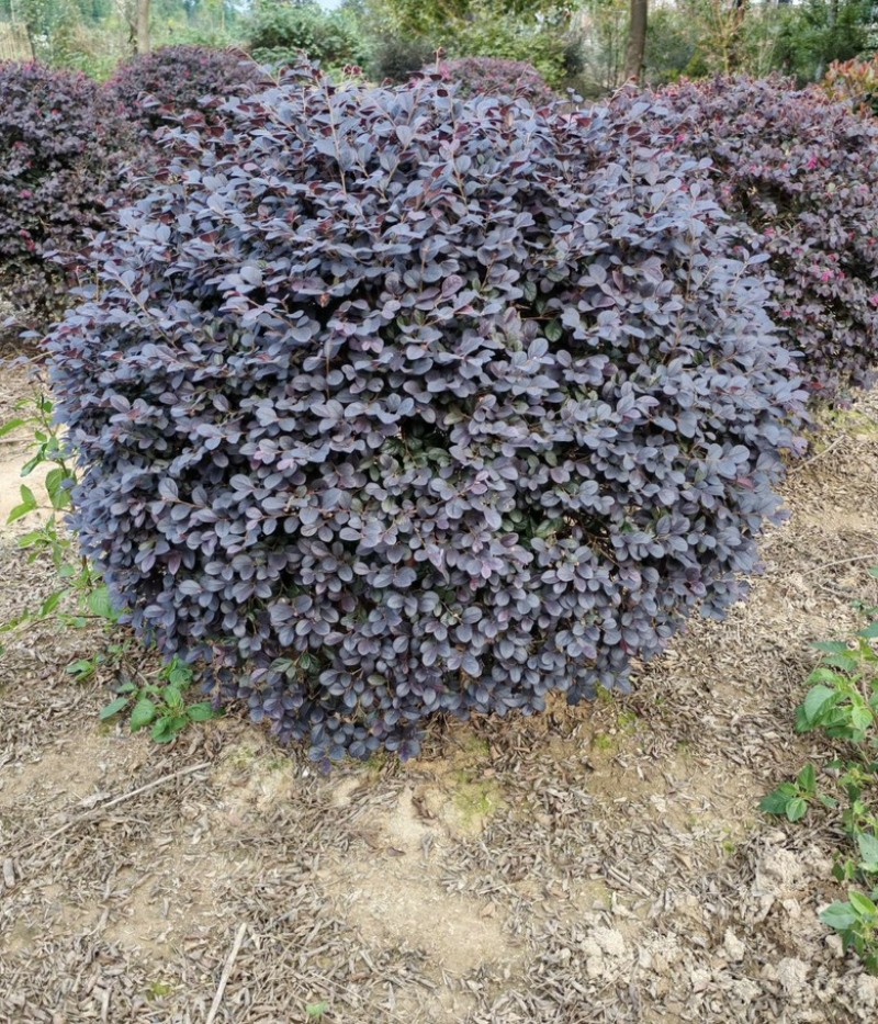 红花檵木球红花继木球1-1.2-1.5米