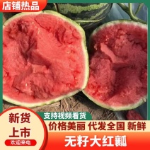 湖北产地，大棚有籽无籽美都，麒麟西瓜，8424，产地直发