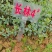 岑软3号油茶苗