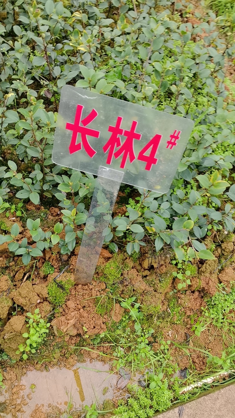 岑软3号油茶苗