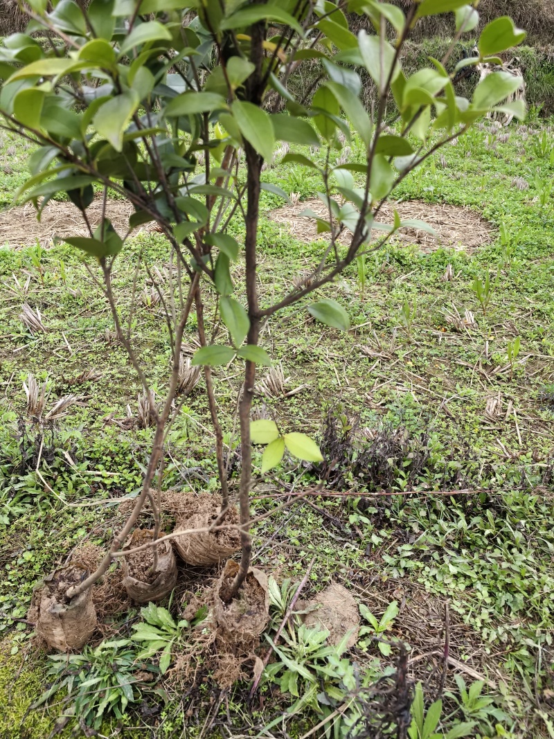 岑软3号油茶苗
