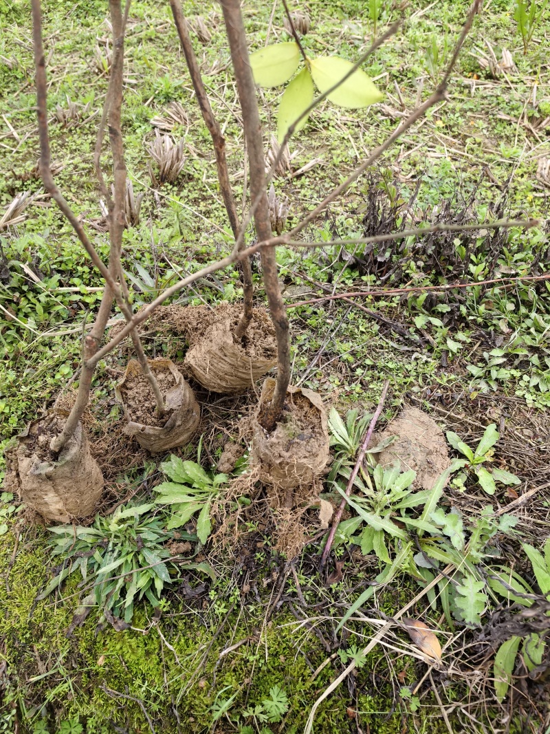 岑软3号油茶苗