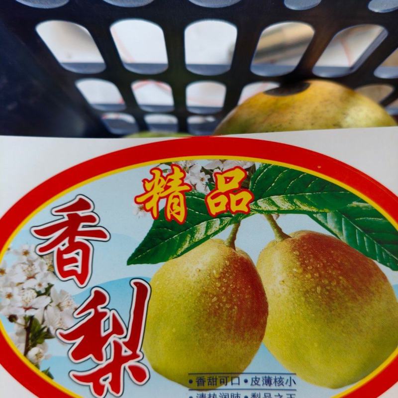 陕西渭南红香酥梨，大量上市，保质保量，支持视频看货