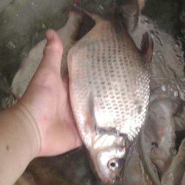 野生蓝刀鱼，边鱼