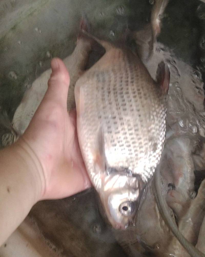 野生蓝刀鱼，边鱼