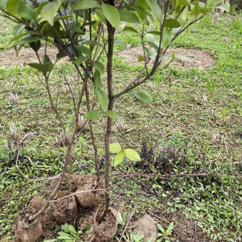 岑软3号油茶苗