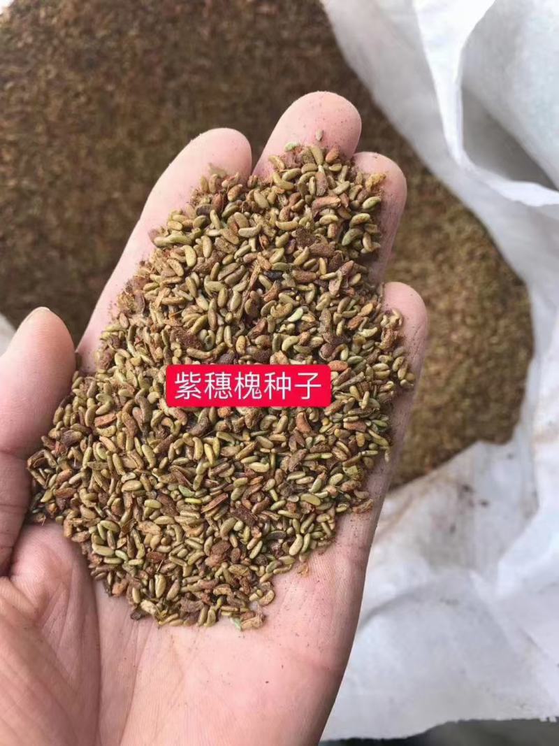 紫穗槐种子厂家一手货源批发品质保证价格便宜欢迎下单咨询