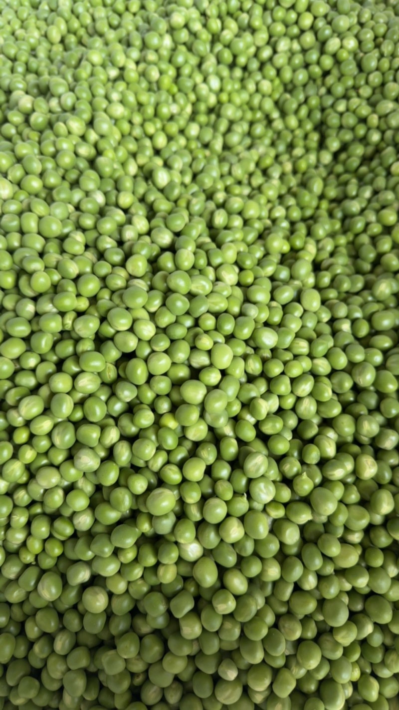云南豌豆仁精品青豌豆仁全国发货可视频看货保质量