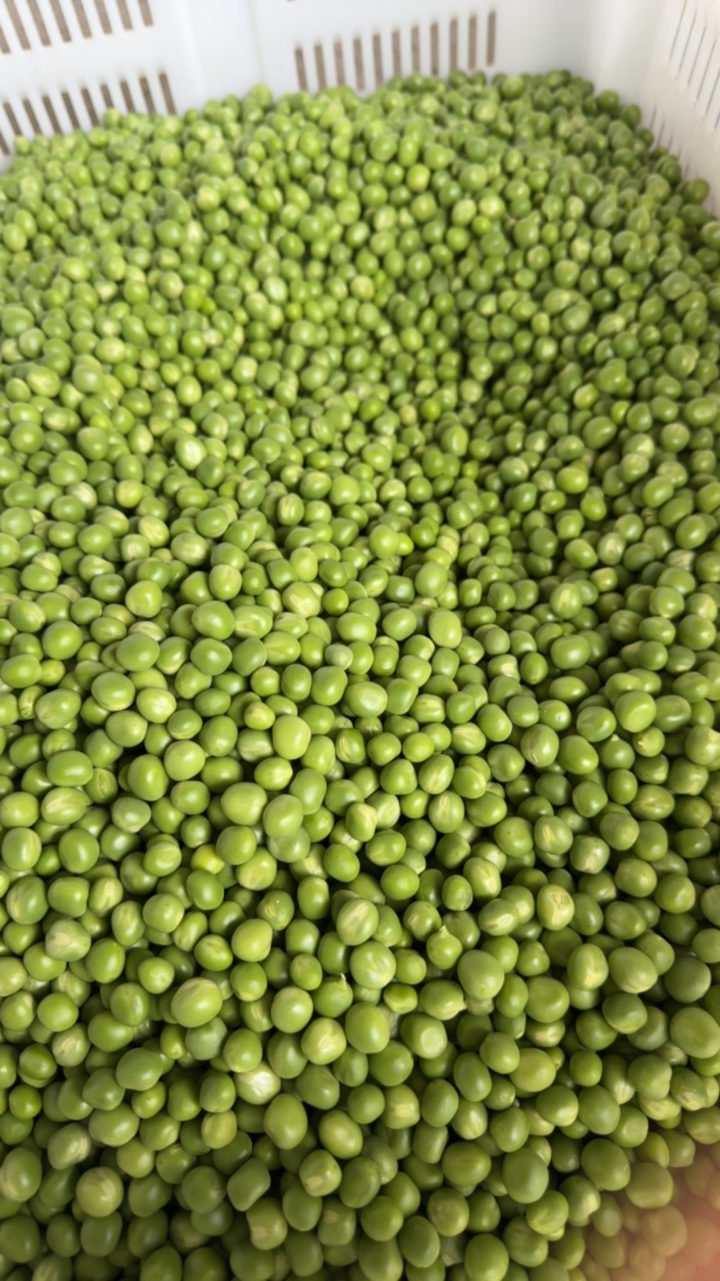 云南豌豆仁精品青豌豆仁全国发货可视频看货保质量