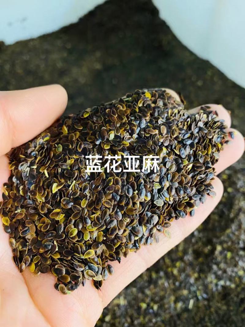 蓝花亚麻种子厂家货源批发品质保证价格便宜欢迎下单咨询