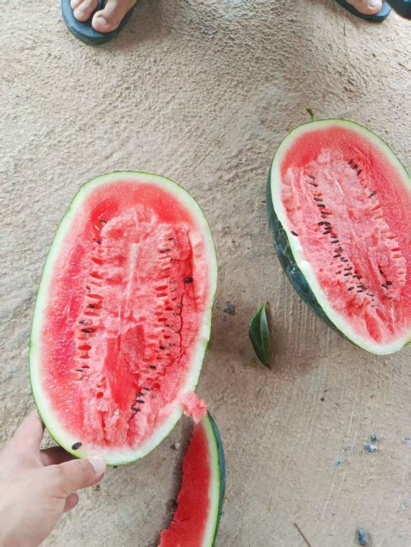 黑美人就这样的品质