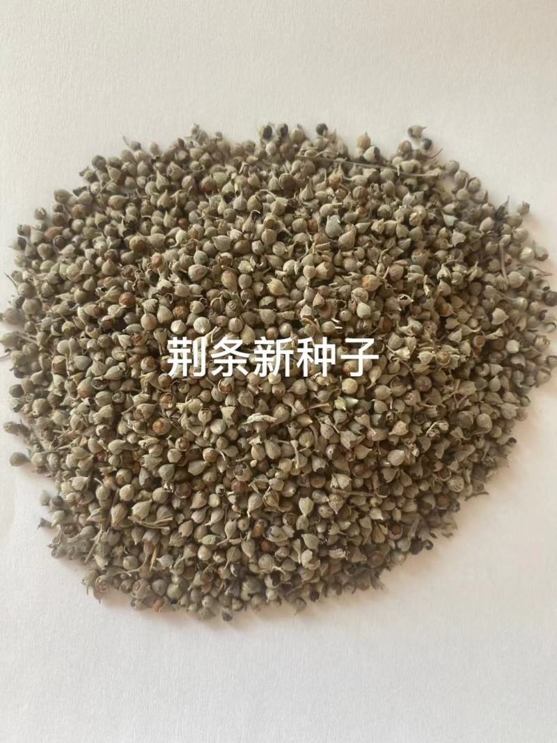 荆条种子厂家一手货源批发品质保证价格便宜欢迎下单咨询