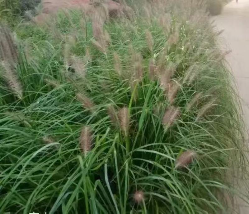 紫穗狼尾草种子厂家一手货源批发品质保证价格便宜欢迎下单