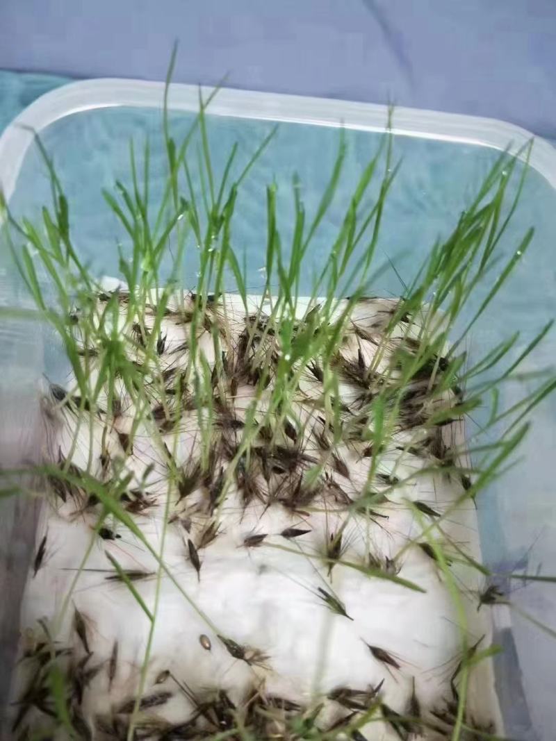 紫穗狼尾草种子厂家一手货源批发品质保证价格便宜欢迎下单