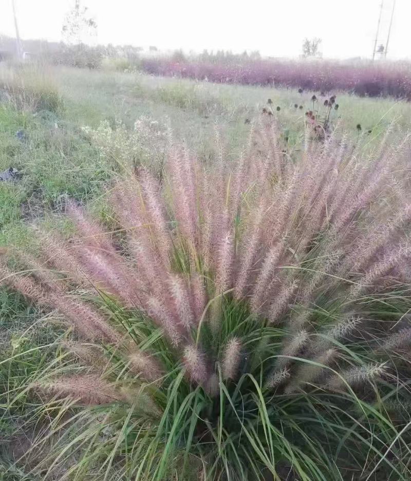 紫穗狼尾草种子厂家一手货源批发品质保证价格便宜欢迎下单