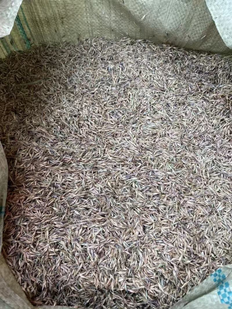 紫穗狼尾草种子厂家一手货源批发品质保证价格便宜欢迎下单