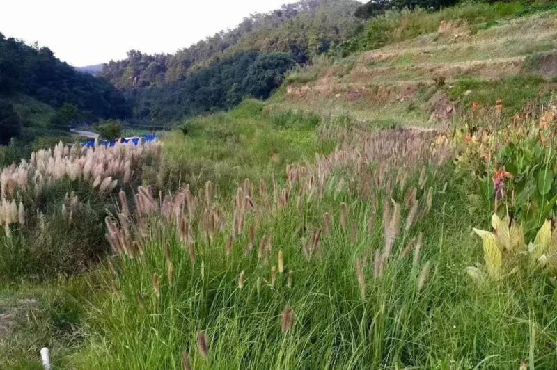 紫穗狼尾草种子厂家一手货源批发品质保证价格便宜欢迎下单