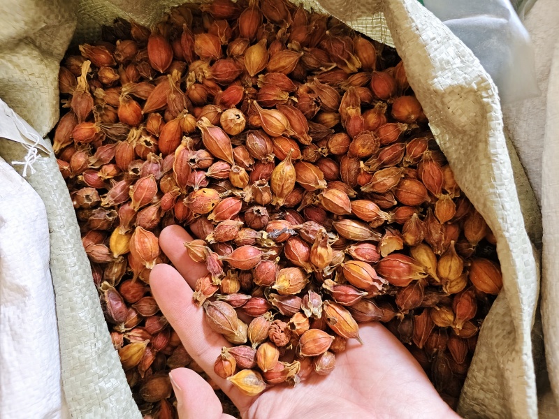 中药材栀子无硫栀子规格齐全散装批发量大优惠