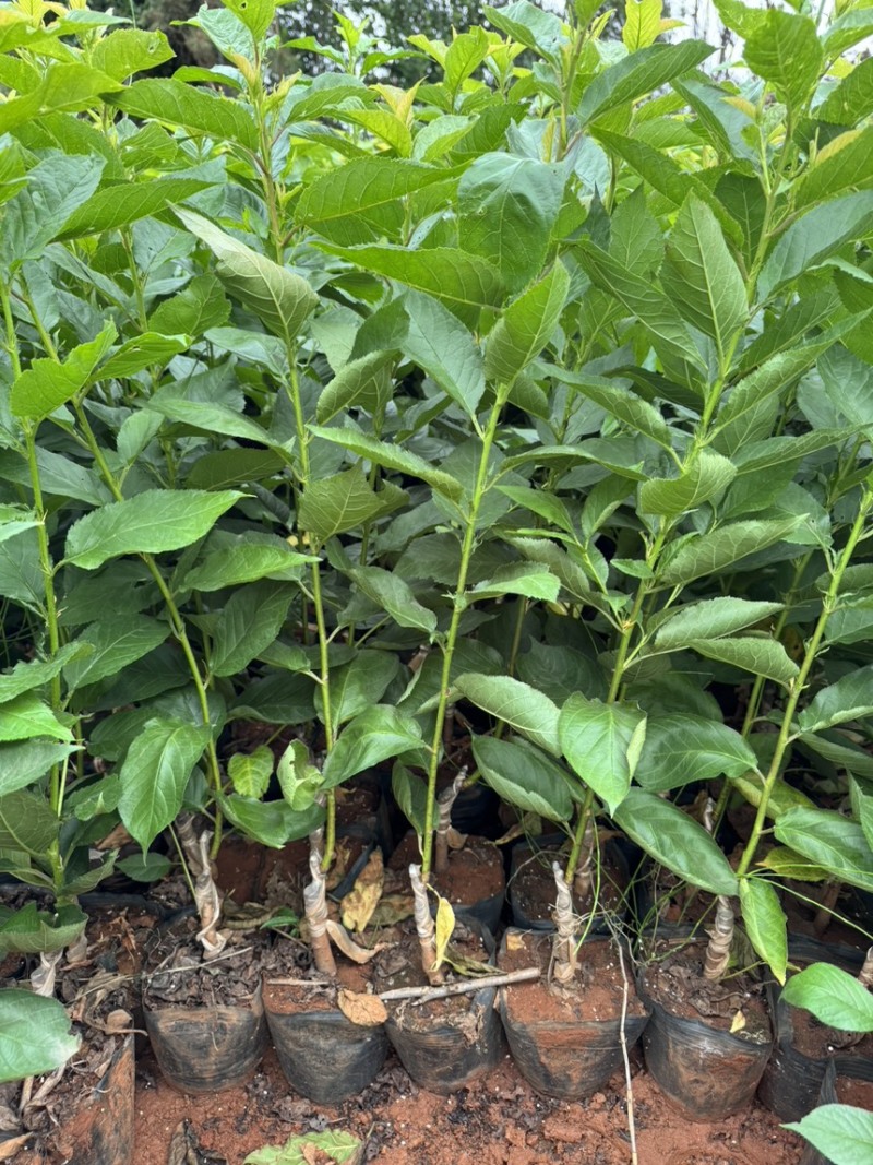 玛瑙红樱桃苗基地直销量大质优保质保量包技术包指导