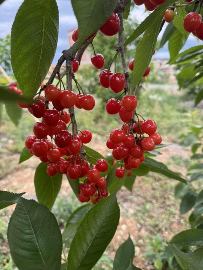 玛瑙红樱桃苗基地直销量大质优保质保量包技术包指导