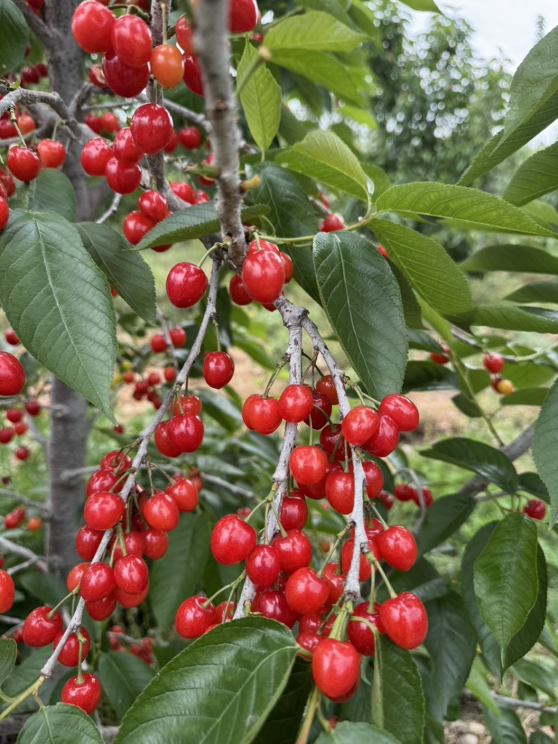 玛瑙红樱桃苗基地直销量大质优保质保量包技术包指导