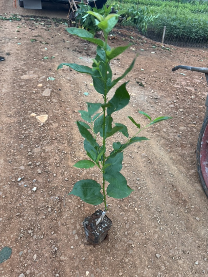 玛瑙红樱桃苗基地直销量大质优保质保量包技术包指导