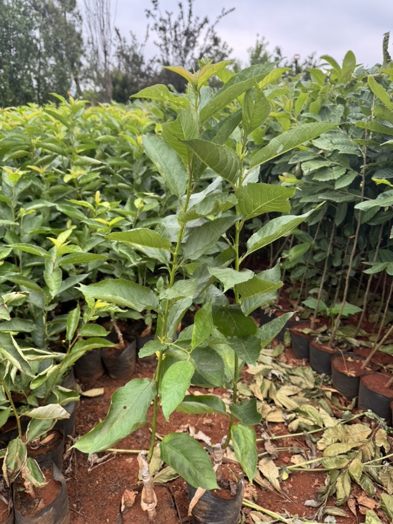玛瑙红樱桃苗基地直销量大质优保质保量包技术包指导