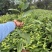 玛瑙红樱桃苗基地直销量大质优保质保量包技术包指导