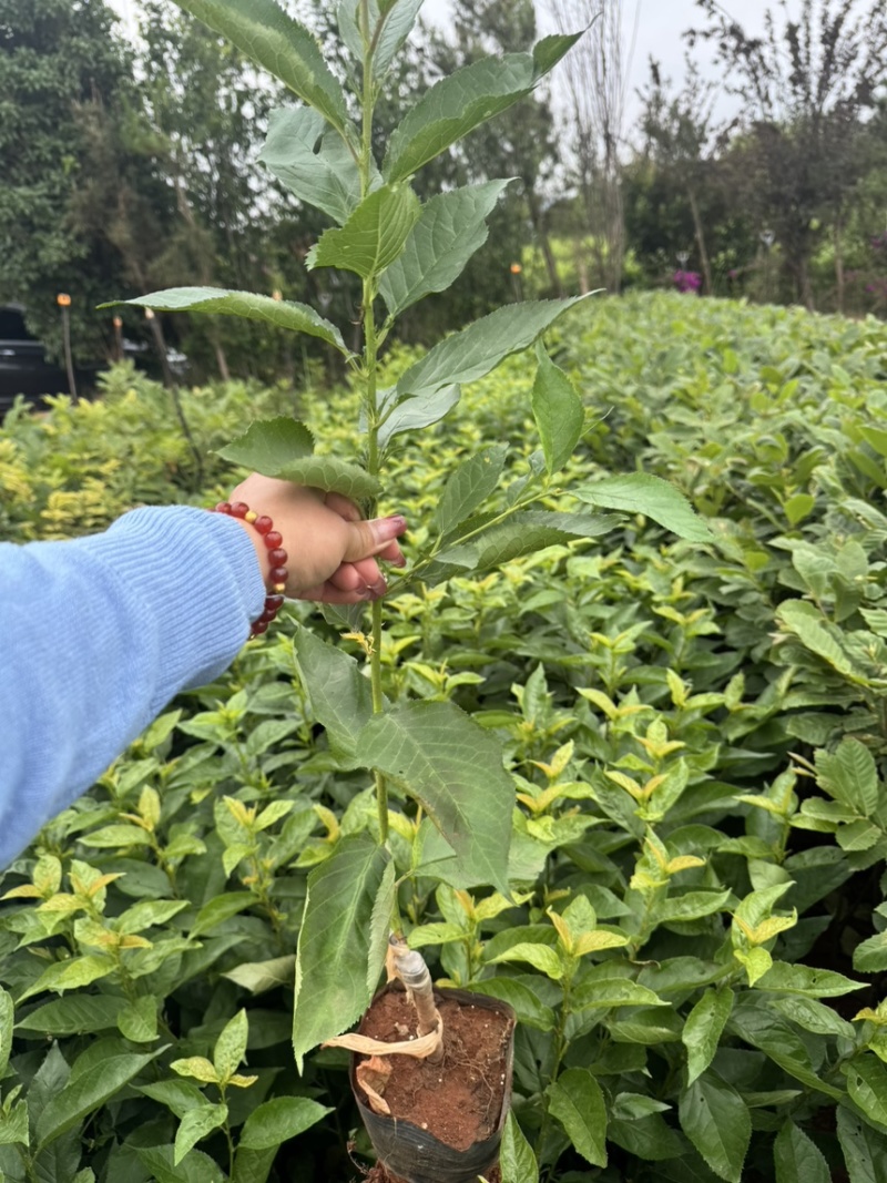 玛瑙红樱桃苗基地直销量大质优保质保量包技术包指导
