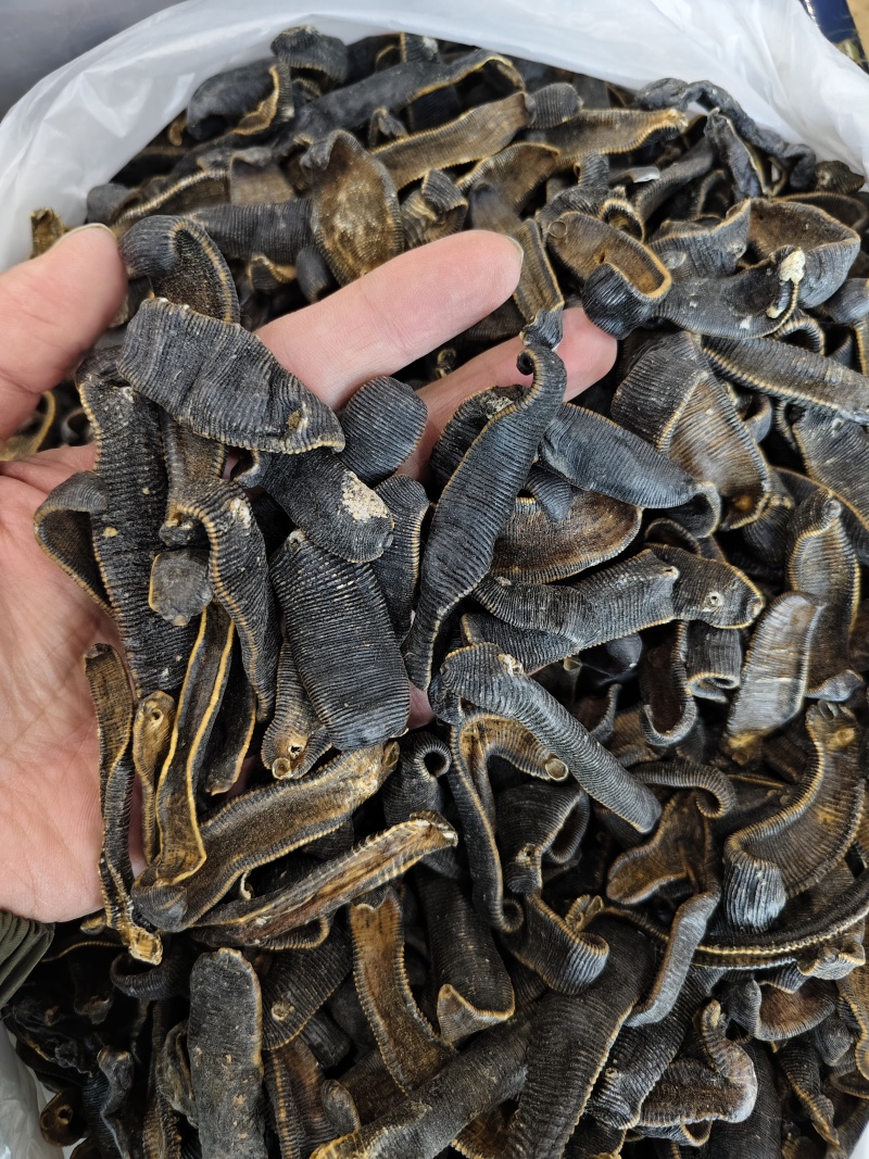 中药材水蛭清水吊干水蛭金边水蛭精选吊干水蛭散装批