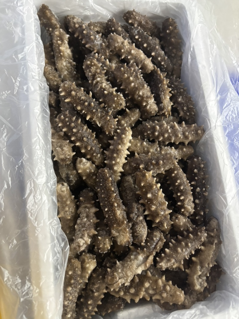 鲜食海参微残参好口感酒店食材社区团购海参