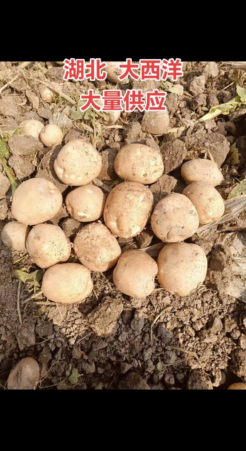 湖北山东河南新鲜大西洋土豆薯片全粉加工厂专用马铃薯订单货