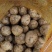 湖北山东河南新鲜大西洋土豆薯片全粉加工厂专用马铃薯订单货
