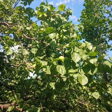 香白杏