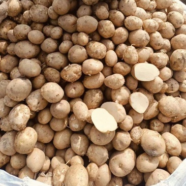 湖北山东河南大西洋土豆薯片全粉工厂专用出口