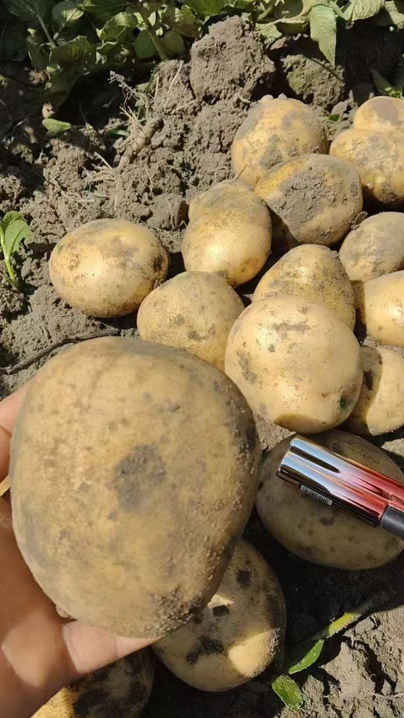 湖北山东河南大西洋土豆薯片全粉工厂专用出口