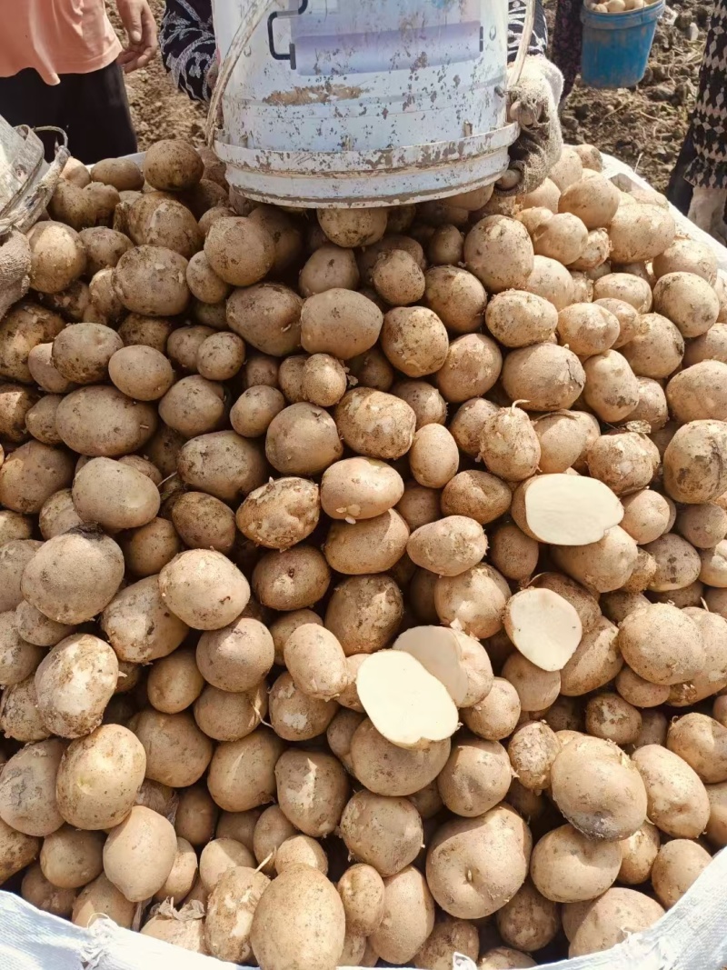 湖北山东河南大西洋土豆薯片全粉工厂专用出口