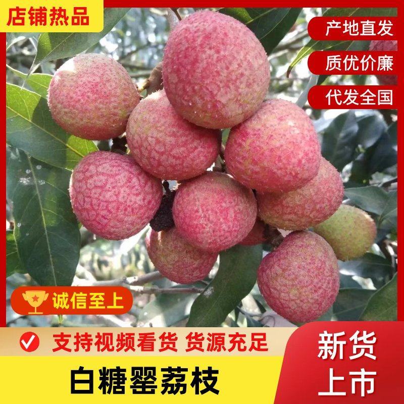 精品白糖罂荔枝货源充足量大从优诚信经营致电联系