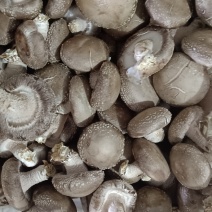 香菇