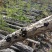 东北特产纯木耳段木耳源头基地干货批发零售大片肉厚无根软嫩