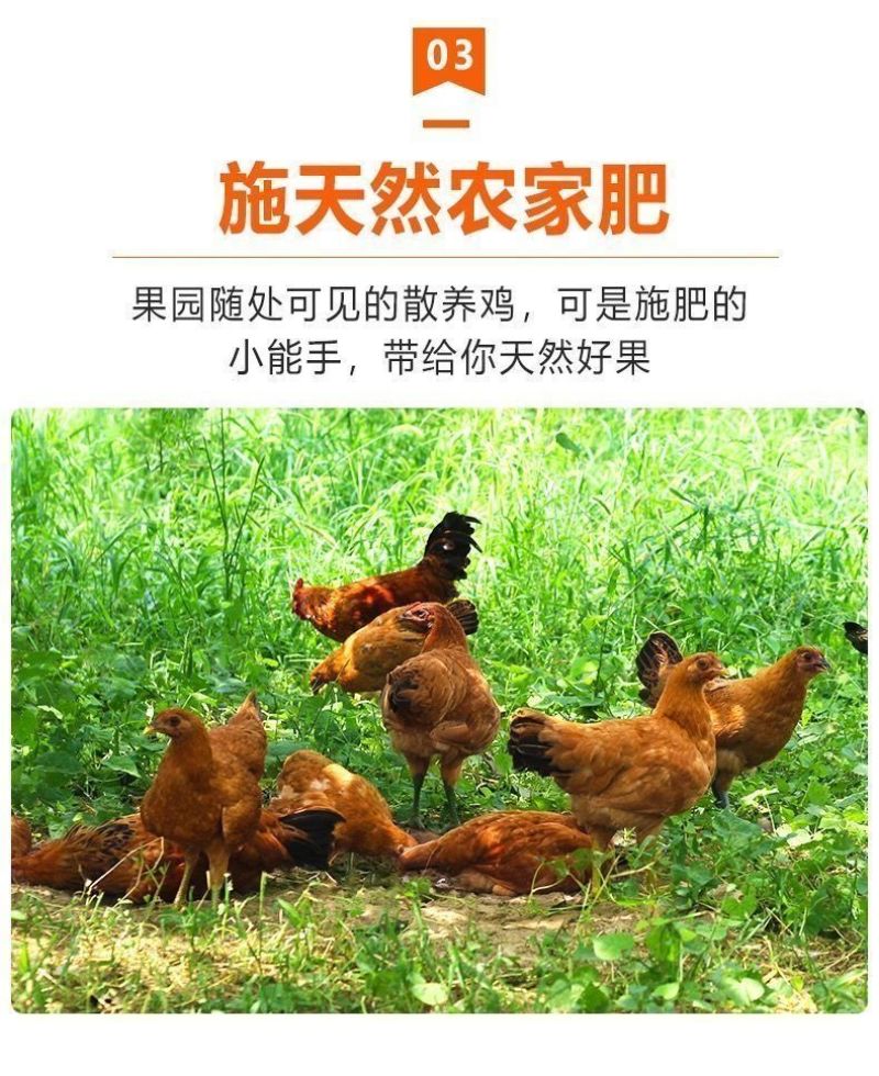 包邮【甜糯香蕉】云南香蕉当季新鲜水果薄皮一整箱