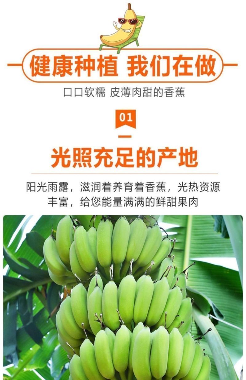 包邮【甜糯香蕉】云南香蕉当季新鲜水果薄皮一整箱