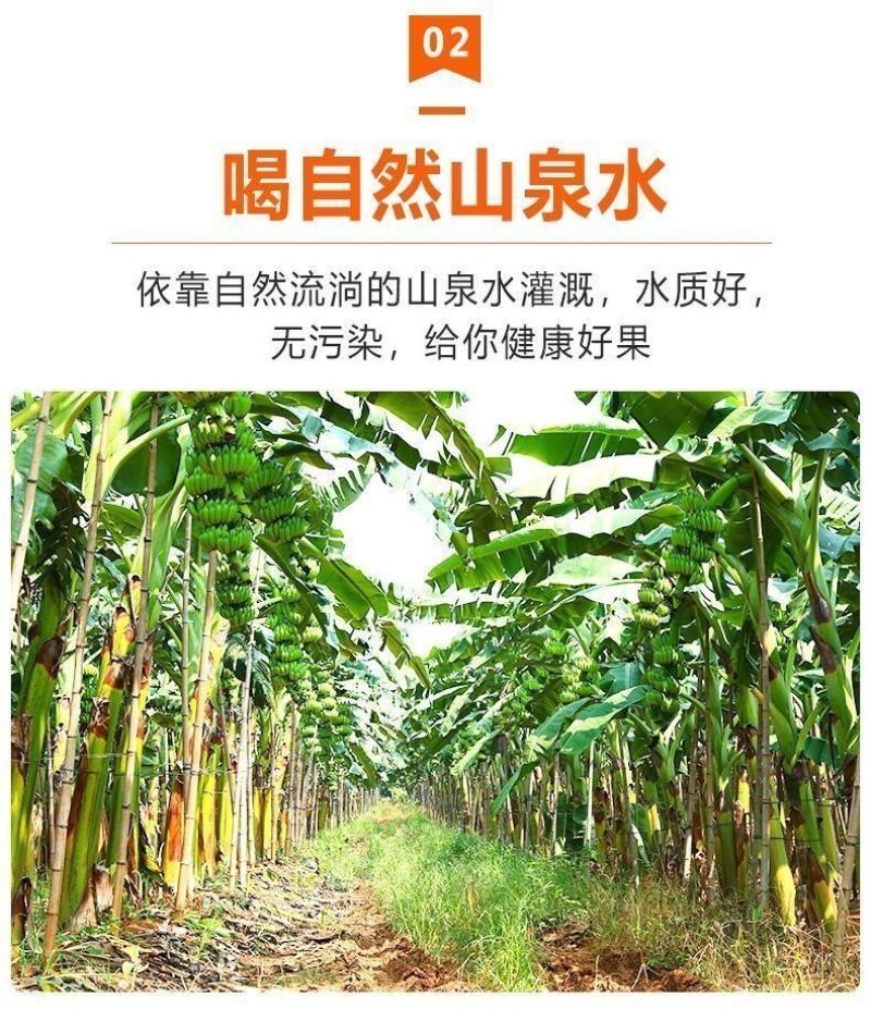 包邮【甜糯香蕉】云南香蕉当季新鲜水果薄皮一整箱