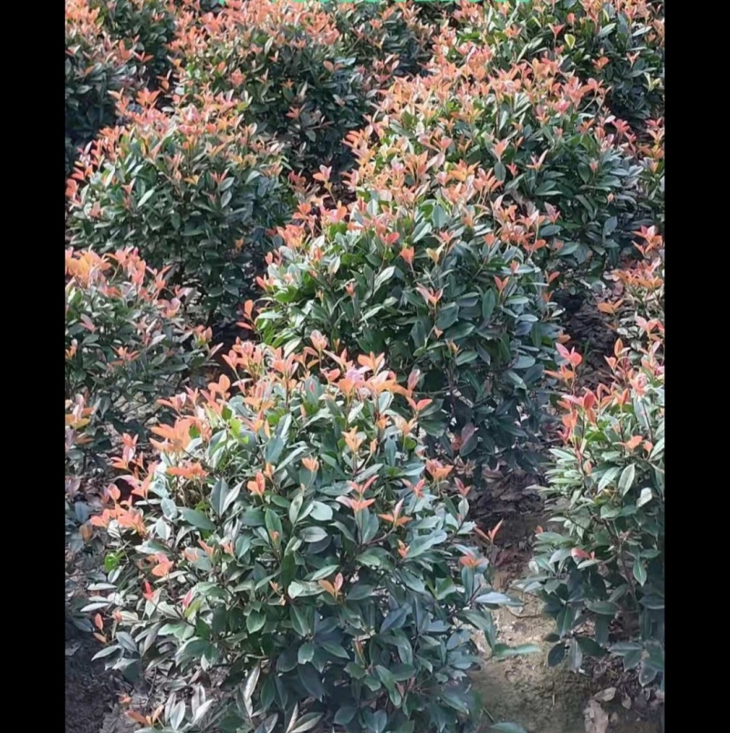 红叶石楠球