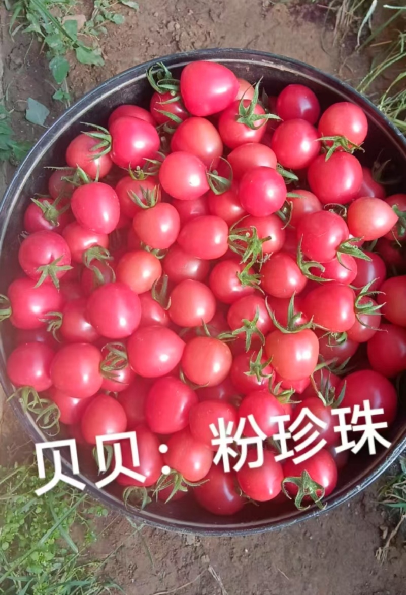粉贝贝圣女果小番茄产地直发对接市场电商商超小柿子