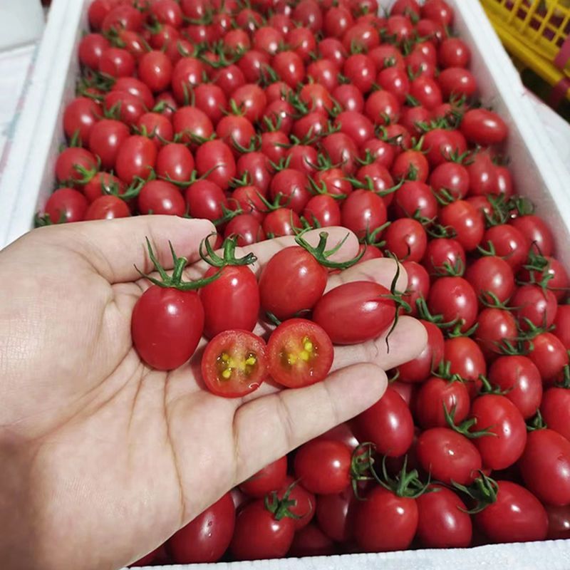 山东千禧圣女果产地现摘现发小番茄一手货源千禧贝贝