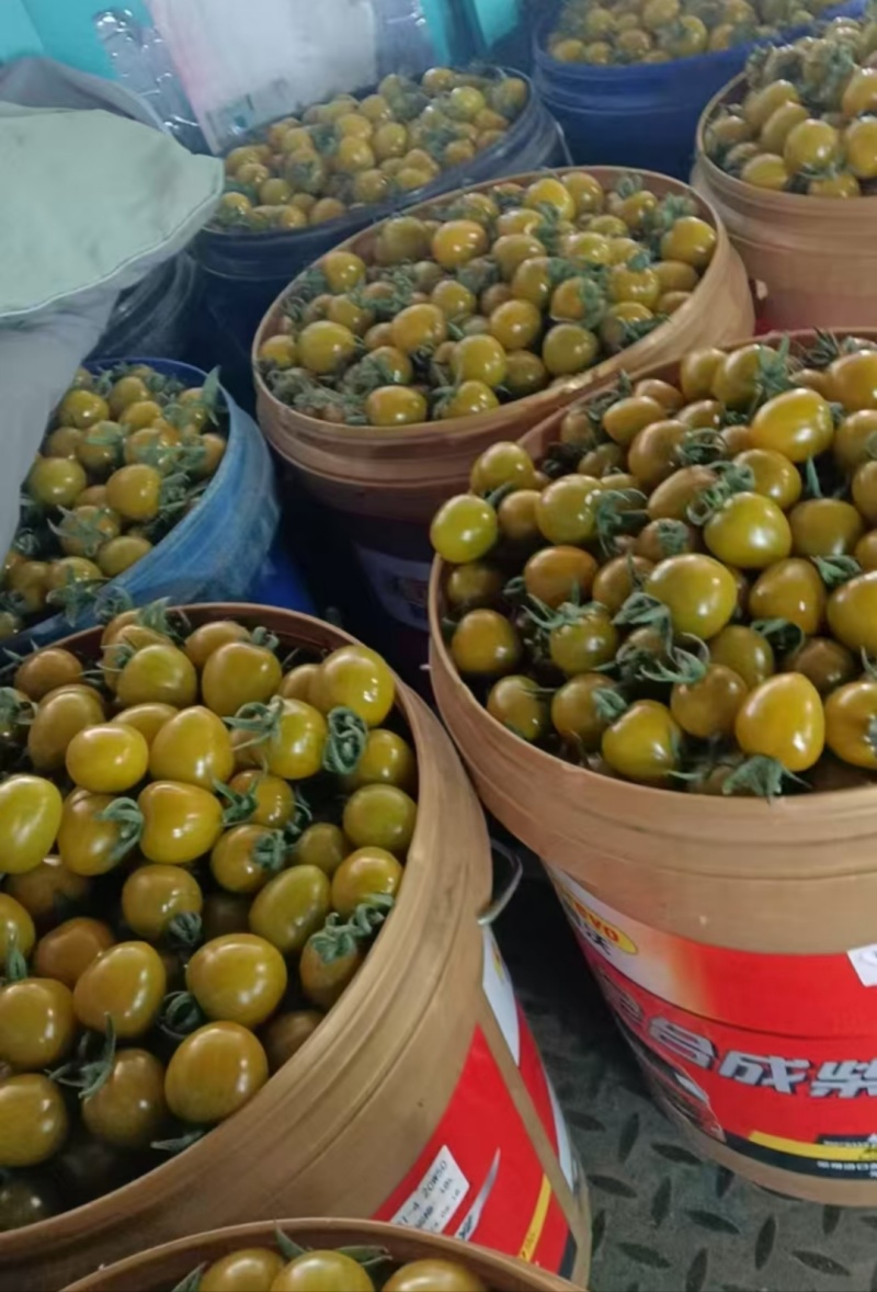糖珀虎小番茄圣女果产地直发脆皮多汁新品种圣女果