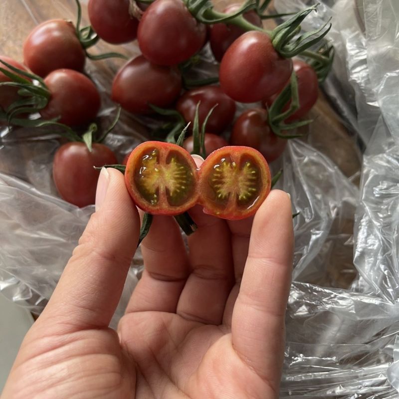 紫樱桃圣女果樱桃小番茄品种齐全黄色绿色红色小番茄