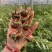 紫樱桃圣女果樱桃小番茄品种齐全黄色绿色红色小番茄