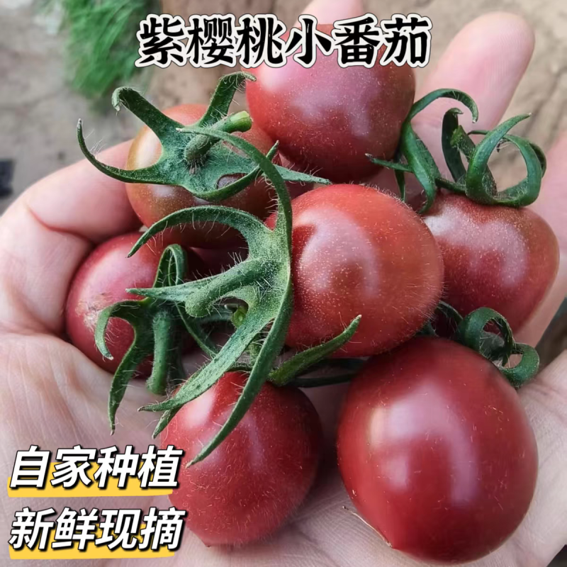 紫樱桃圣女果樱桃小番茄品种齐全黄色绿色红色小番茄